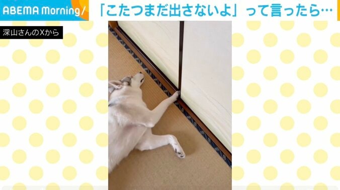 シベリアンハスキーのアシㇼちゃん