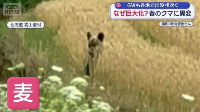 食べているのは収穫前の「麦」