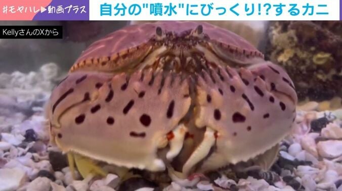 トラフカラッパ