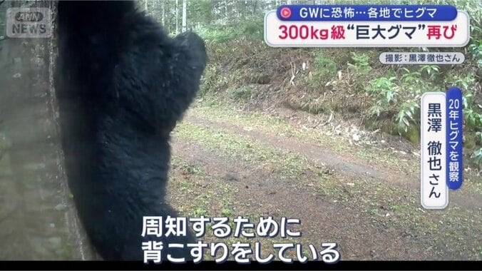 「クマ同士でコミュニケーションをとっているのでは」