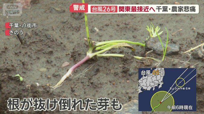 根が抜けて倒れている芽も