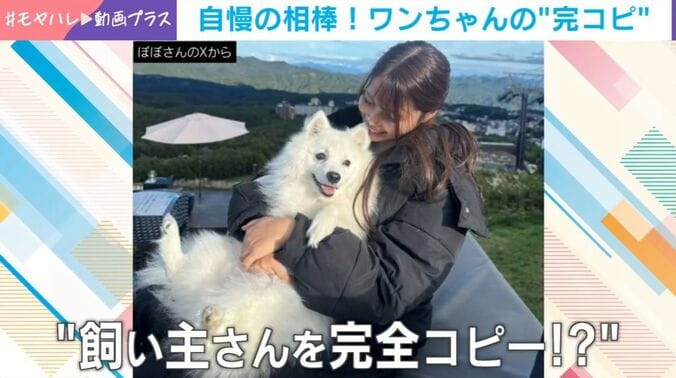 ぽぽくん