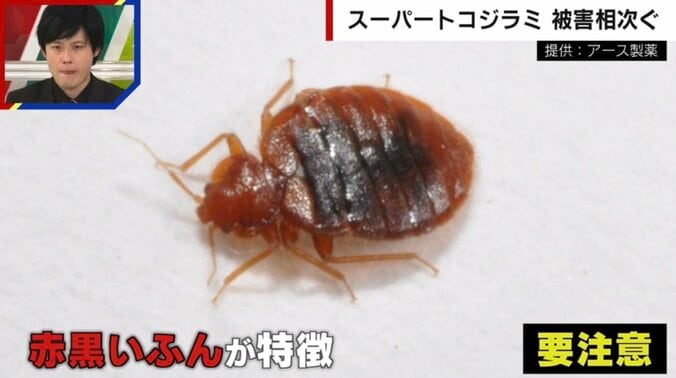 “赤黒いフン”を見つけたら要注意！気付かぬうちに「トコジラミ」が繁殖しているかも…見つけ方や対処法を専門家が解説 1枚目