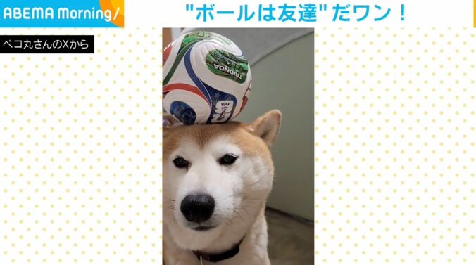 柴犬の茶々丸くん