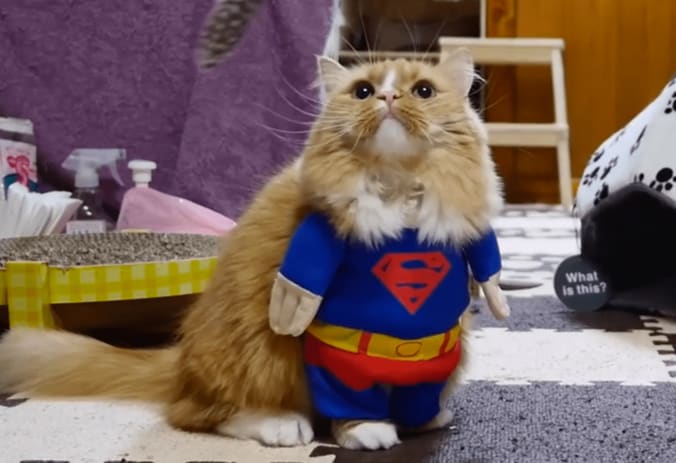 猫「ヒーローの登場にゃ」コスプレ後に可愛すぎる争いが勃発 1枚目