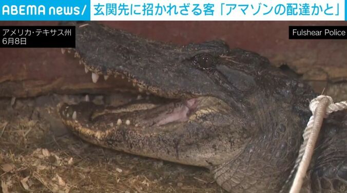 ワニ
