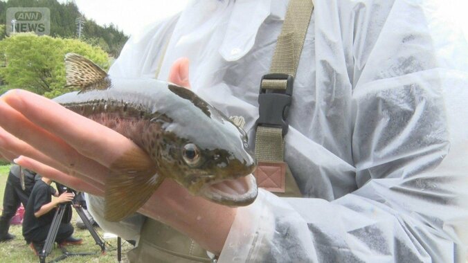 アユ丸のみ巨大外来魚の駆除作戦　3000個の卵を何度も産卵　ブラウントラウトの味は？ 1枚目