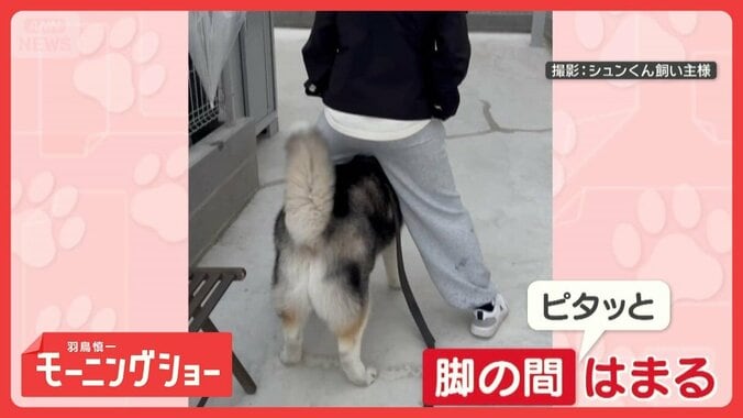 脚の間にスッポリ　ご機嫌なワンちゃん　移動しても…ぴたっ　どうして入りたいの？ 1枚目