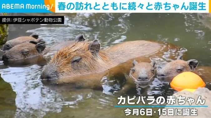 伊豆シャボテン動物公園で続々と赤ちゃん誕生 担当者「とても喜ばしく感じています」 1枚目