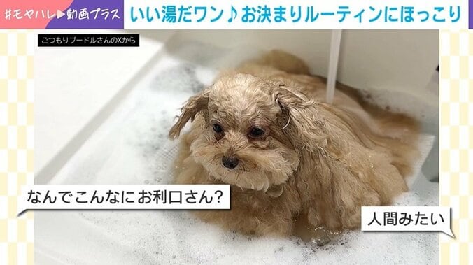 トイプードルのしえるちゃん