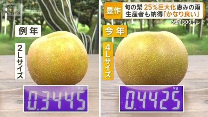 例年と今年のナシの比較