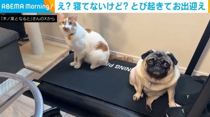 木ノ葉ちゃん、なるとくん