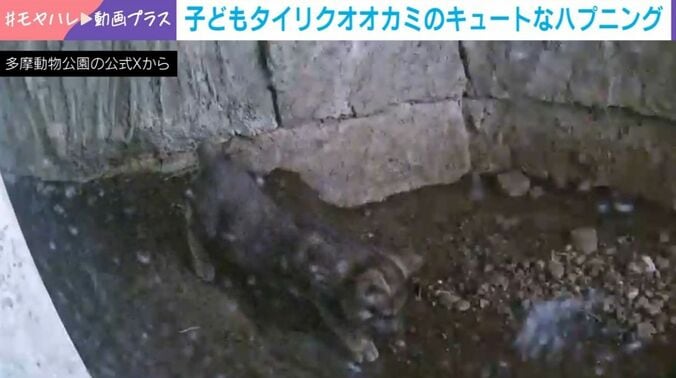 子どもタイリクオオカミ