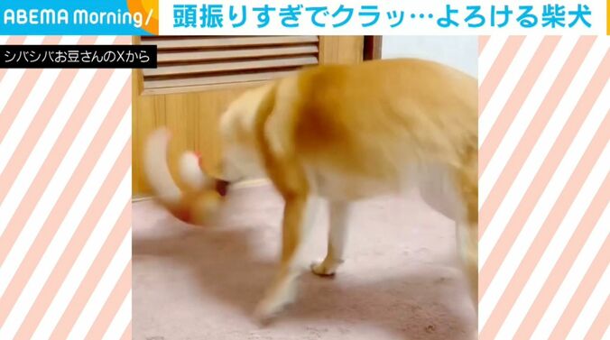 柴犬のようこちゃん