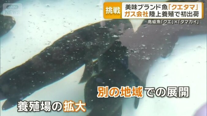 別の地域での展開も視野