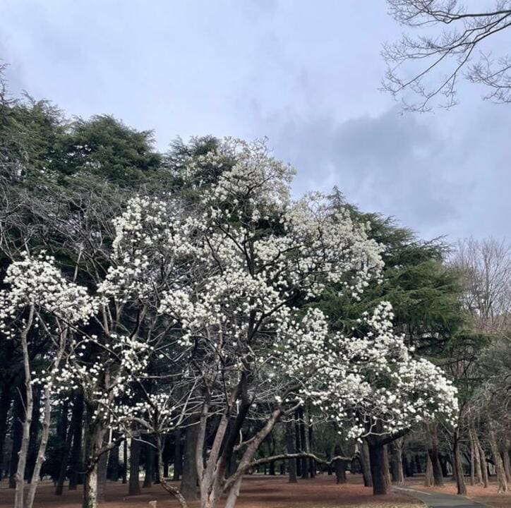  市川海老蔵、妻・麻央さんが息子を出産する直前の様子を回想「いつ出てきてもおかしくない感じ」 