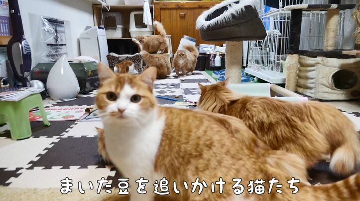 2階建て猫マンション？「満室ですニャ」　マンチカンズの可愛い成長ヒストリーが放送決定