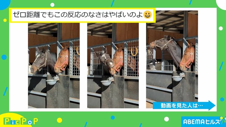 激しく頭を揺らす横で見向きもしない馬 「何があっても動じない強さ」「ガン無視…!?」と驚きの声
