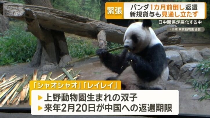 日本国内にいるパンダは2頭