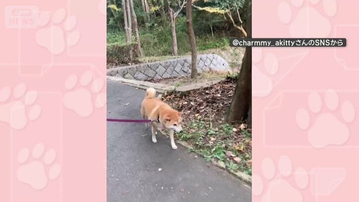 飼い主さんとお散歩