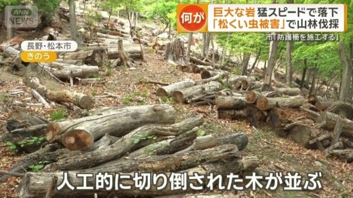 人工的に切り倒された木が並ぶ