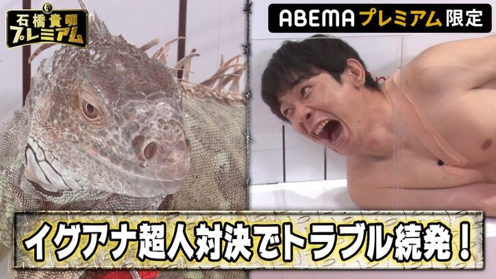 とにかく明るい安村、イグアナに尻を舐められる「怖い！」