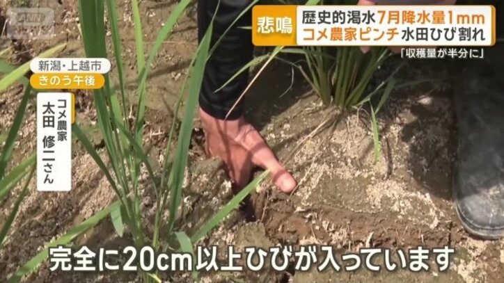 白く乾いてひびが…