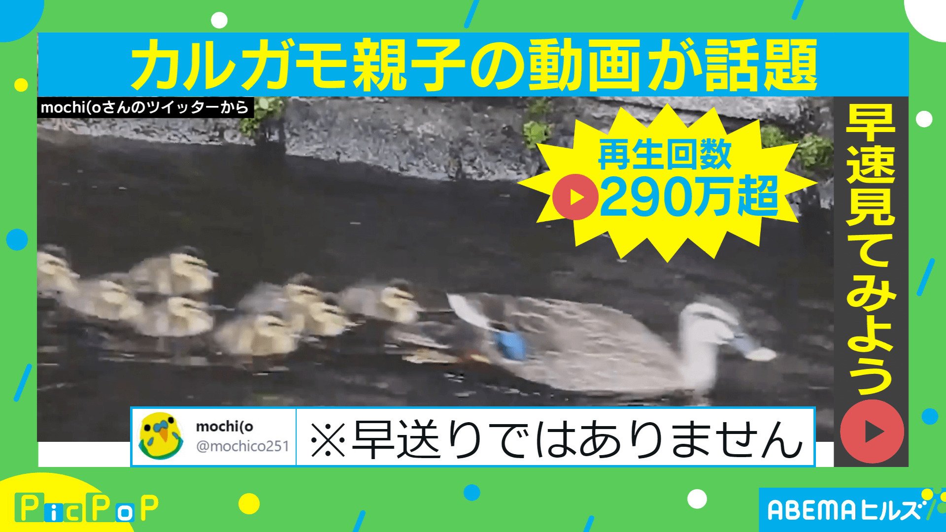 まるで3倍速 カルガモ親子の速すぎる川下りがリプレイ必須 早送りではありません 国内 Abema Times