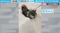 柴犬の“豪快”ラッセルが「正真正銘の4WD」 最強寒波も何のそので映像が100万回再生