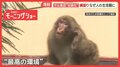 湯河原サル集団“凶暴化”路上でけんか、襲われる被害も…「T1群」全頭捕獲できない訳
