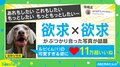 「続きは夢の中で」飼い主を待ちくたびれてボールをくわえたまま眠るイヌが話題 