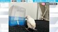 「なにこれ…？」水浴びした文鳥が、抜けた自分の羽に“ドン引き”する様子に「人間は朝起きた時の髪の毛…」「だれかいる？！みたいな顔してる」と反響