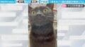 「癖になるw w」独特のリズムで鼻歌を歌う黒猫に「どっからそのリズムと声が？！w」「ルンルンでかわいい！」と反響
