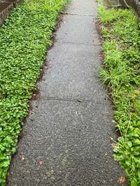 市川團十郎白猿『その前にお墓参りへ』