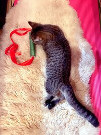 藤原紀香『禰豆子?!』