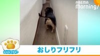【映像】お尻を“フリフリ”させ迫りくる犬