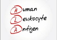 人間六度とその母『闘病記１７　〜骨髄バンクとHLA〜』