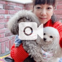 堀ちえみ『頑張ろう！』