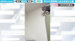 「勇気ある撤退！」体重増加で身軽さ失った猫の“賢明な判断"に「戻るの愛らしすぎ」「長考した結果に最適解の答え」と反響