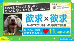 「続きは夢の中で」飼い主を待ちくたびれてボールをくわえたまま眠るイヌが話題 