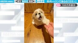 飼い主の“お手！”に「ガオー！」と鳴く犬…！？会心の鳴き声に「お見事！」「想像の30倍ぐらいガオーだった笑」と話題