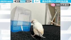 「なにこれ…？」水浴びした文鳥が、抜けた自分の羽に“ドン引き”する様子に「人間は朝起きた時の髪の毛…」「だれかいる？！みたいな顔してる」と反響
