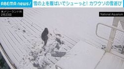 「雪がこんなに楽しいなんて」 雪の上を滑っていく“カワウソ”の姿 暴風雪下のアメリカで