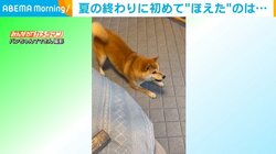 柴犬がセミに“尻尾フリフリ”して大興奮 初めて見せる本気の吠えに飼い主驚き