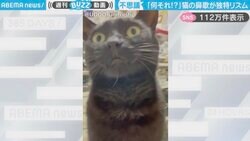 「癖になるw w」独特のリズムで鼻歌を歌う黒猫に「どっからそのリズムと声が？！w」「ルンルンでかわいい！」と反響