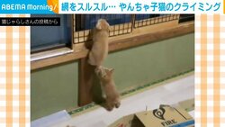 やんちゃな子猫が見事なクライミング 驚きの身体能力に反響 「スパイダーニャン」「ファイナリストの動きですね！」