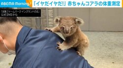 体重測定を“全力拒否”する赤ちゃんコアラの姿に「かわいい！」「ずっと見てられますね」と反響