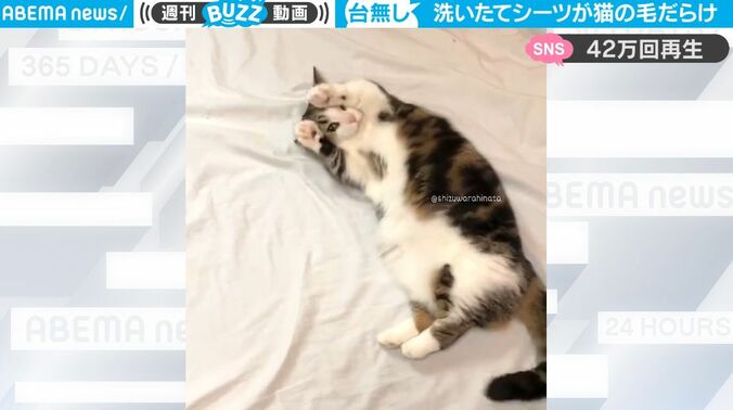 お客様！困ります！！こんな顔されたら… 猫が洗濯したばかりのシーツに可愛すぎる“イタズラ” 「猫あるある」「愛らしい営業妨害」 1枚目