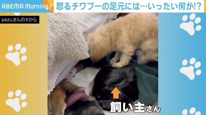 チワプーの茶々ちゃん