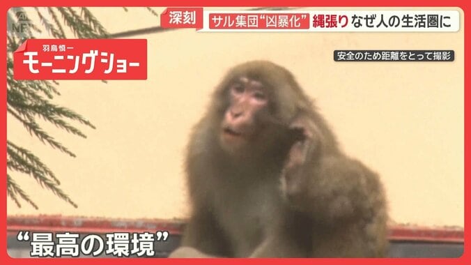 湯河原サル集団“凶暴化”路上でけんか、襲われる被害も…「T1群」全頭捕獲できない訳 1枚目